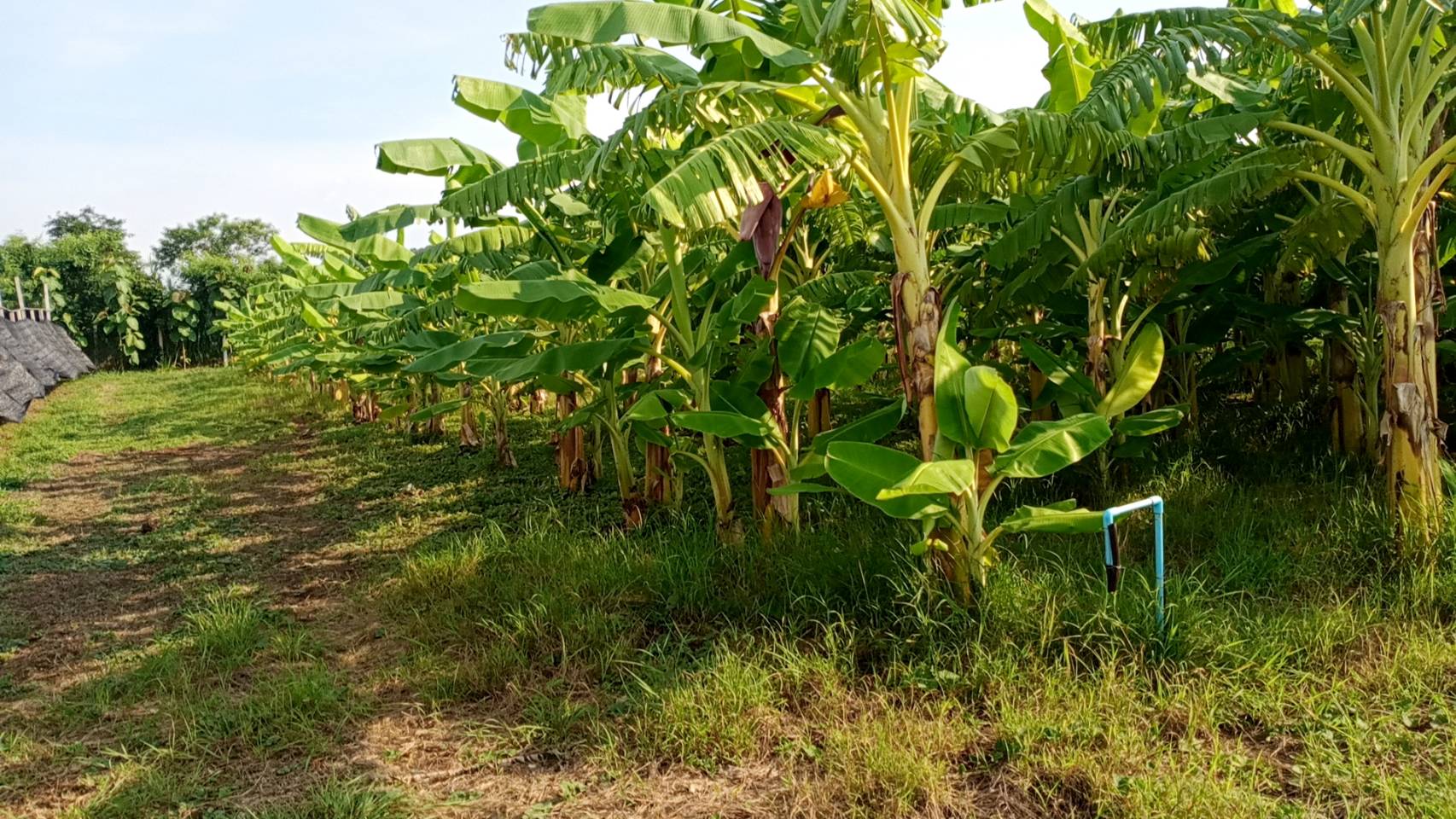 T.E.C. Smart Farmer เกษตรผสมผสาน